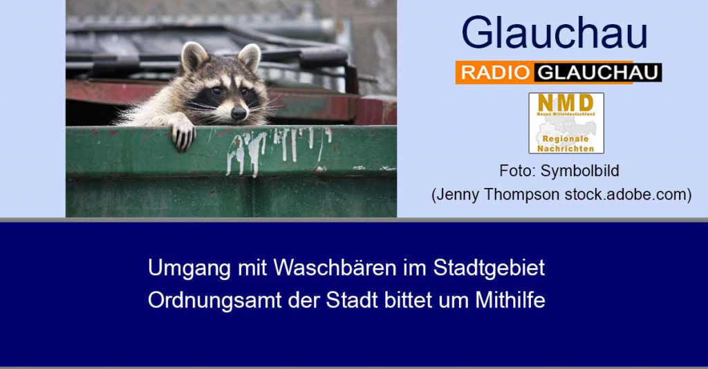 Glauchau - Umgang mit Waschbären im Stadtgebiet – Ordnungsamt der Stadt bittet um Mithilfe